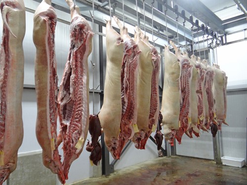 halve varkens slachterij 500x