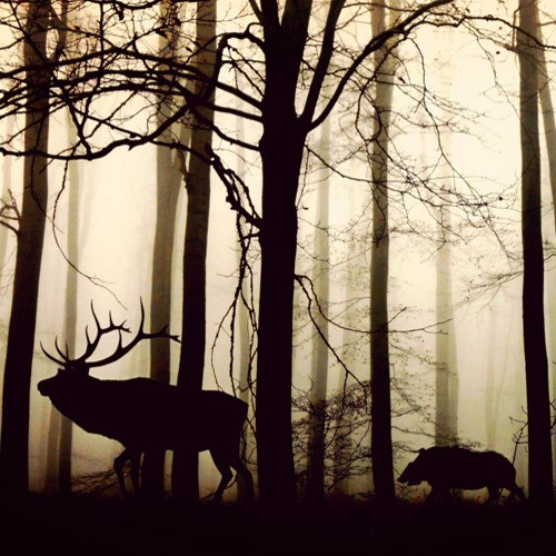 wild in de natuur-500