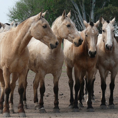 paarden argentinie -500x500