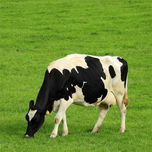 koe zwartbont-500