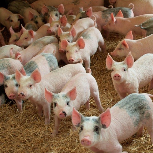 varkens-500px